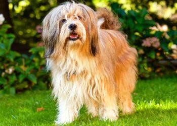 a-look-at-terrier-dog-breed