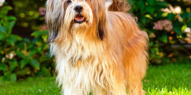 a-look-at-terrier-dog-breed