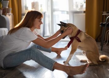 6 Thing To Remember About House Training a Dog