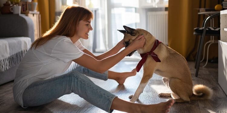 6 Thing To Remember About House Training a Dog