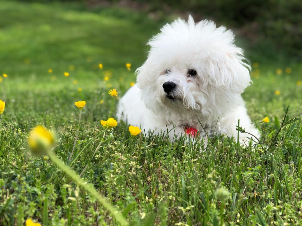 Bichon Frise Dog