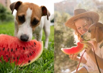Can Dogs Eat Watermelon