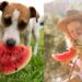 Can Dogs Eat Watermelon