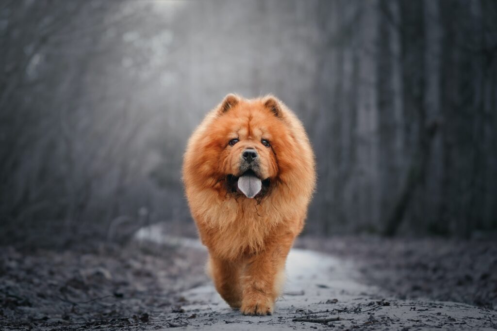 Chow Chow