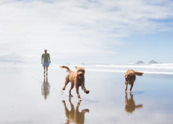 holiday-pet-care-alternatives-you-must-consider