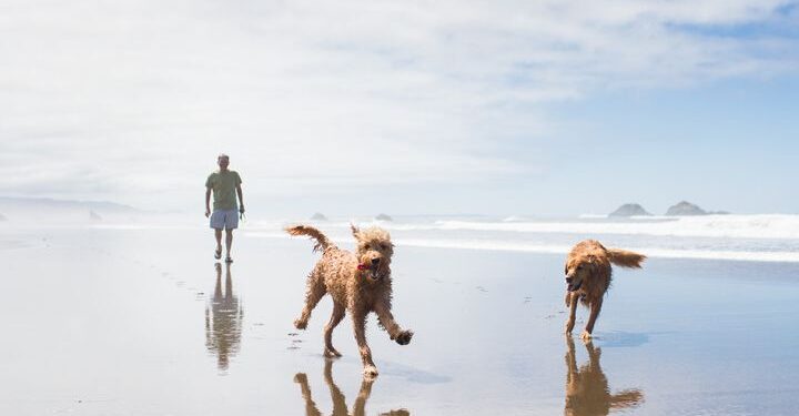 holiday-pet-care-alternatives-you-must-consider