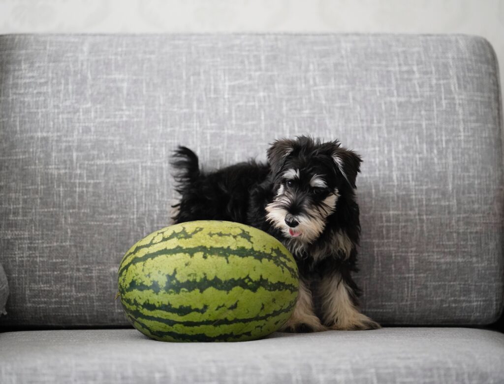How Good is Watermelon for Dogs?