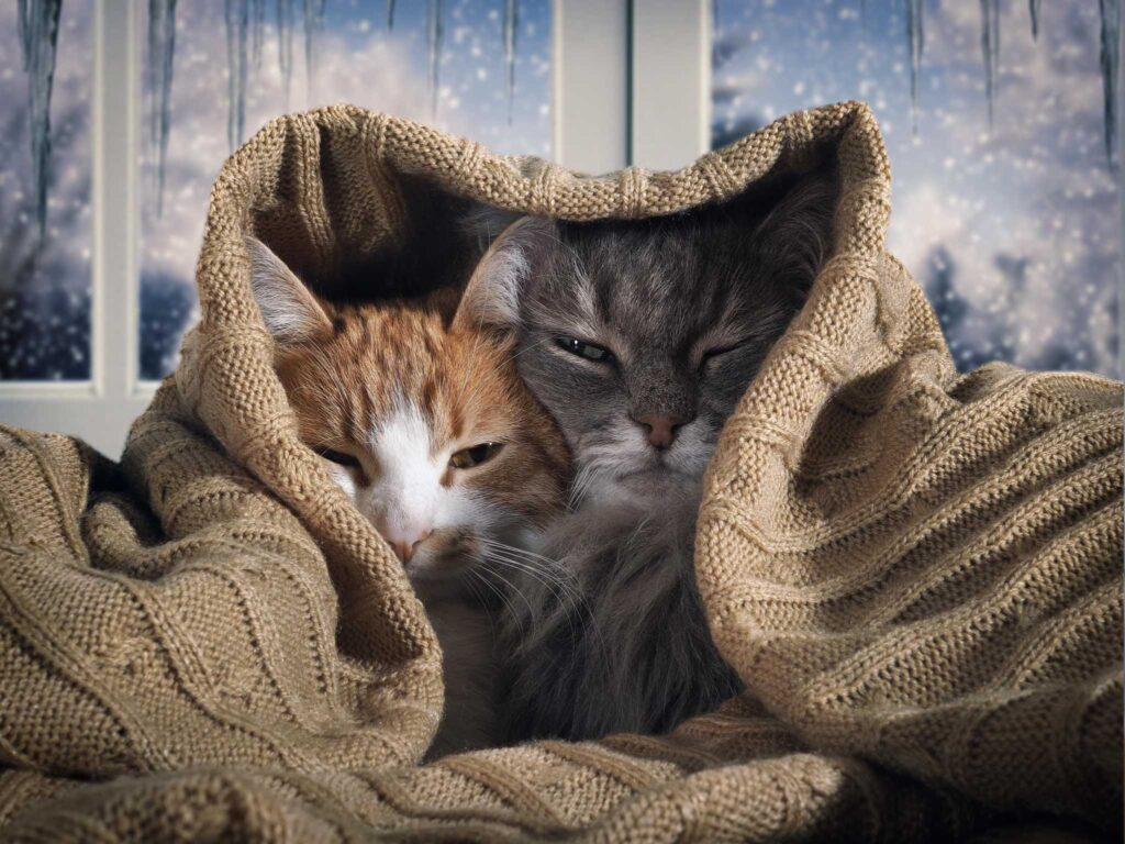stray-cat-warm-outside-in-winter
