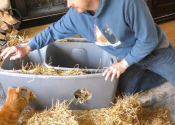 stray-cat-warm-outside-in-winter