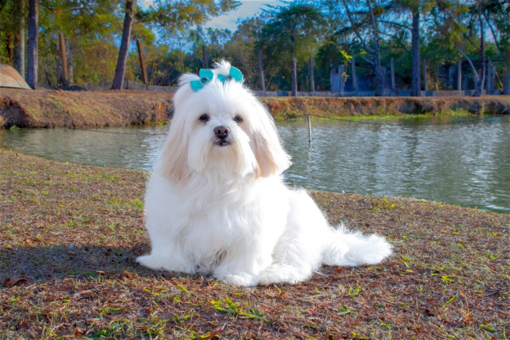 Lhasa Apsos Dog