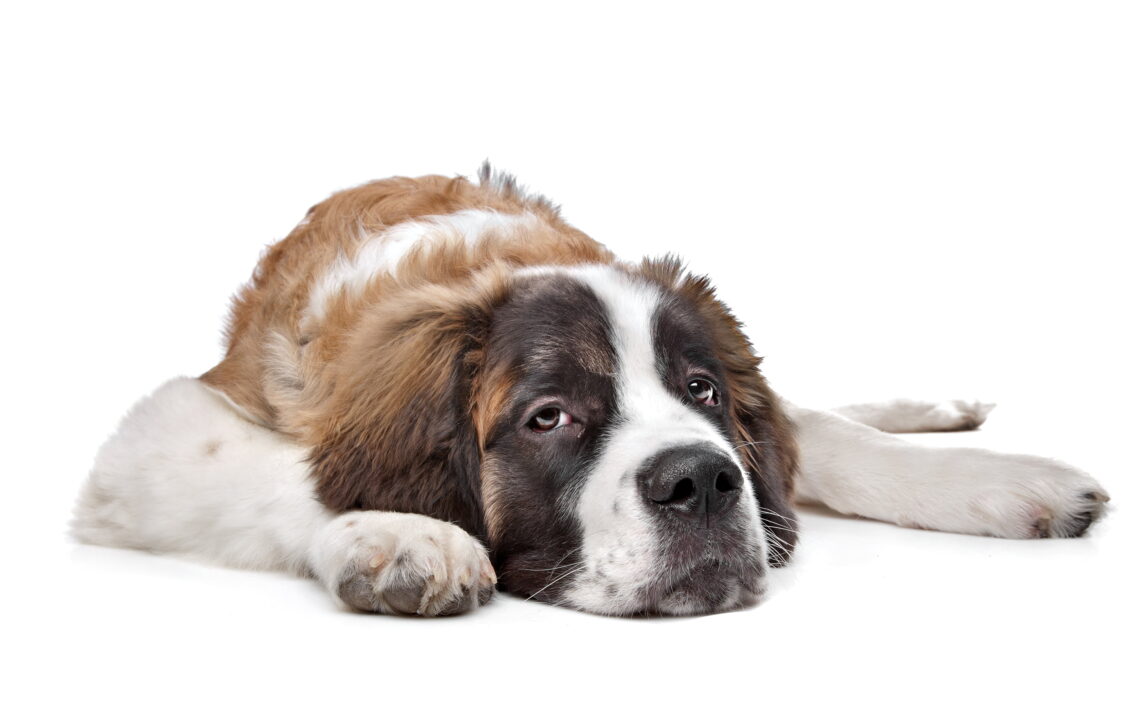 Saint Beethoven Dog Breed Everything You Need to Know About