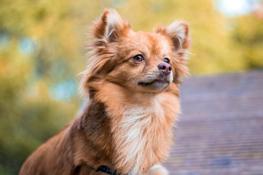 Pomchi Puppies