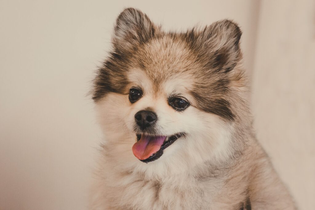 Pomeranian Puppy