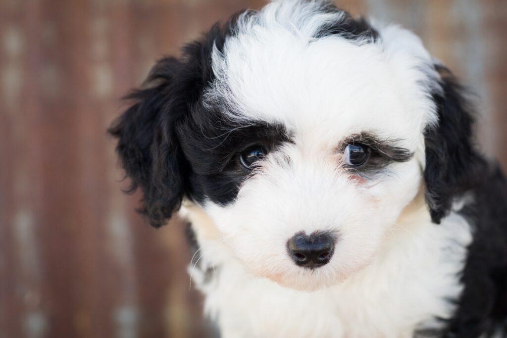 Sheepadoodle Puppies