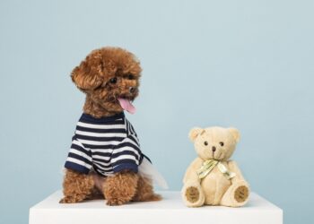 Top 16 Teddy Bear Dog Breeds Name That Are Too Cute and Adorable