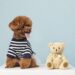 Top 16 Teddy Bear Dog Breeds Name That Are Too Cute and Adorable