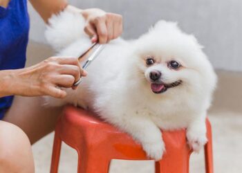6 Tips For Pet Grooming At Home