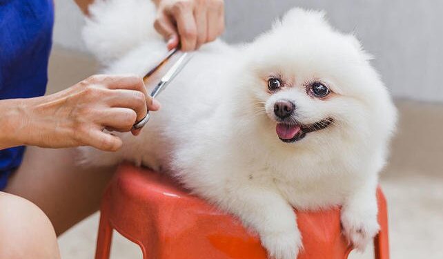 6 Tips For Pet Grooming At Home