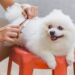 6 Tips For Pet Grooming At Home