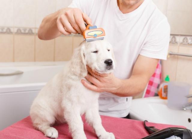 6-tips-for-pet-grooming-at-home