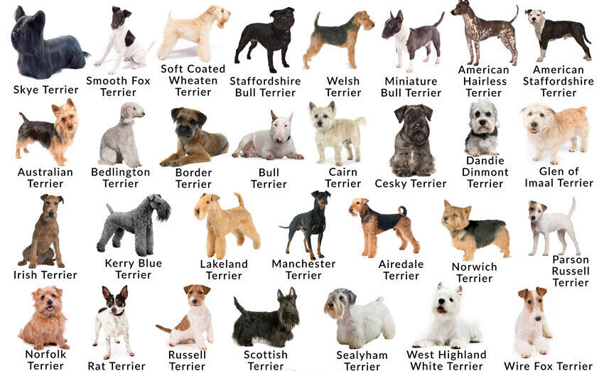 Types-of-Terriers