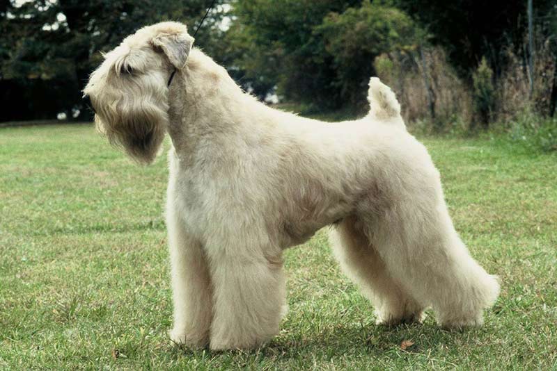 SOFT COATED WHEATEN TERRIER