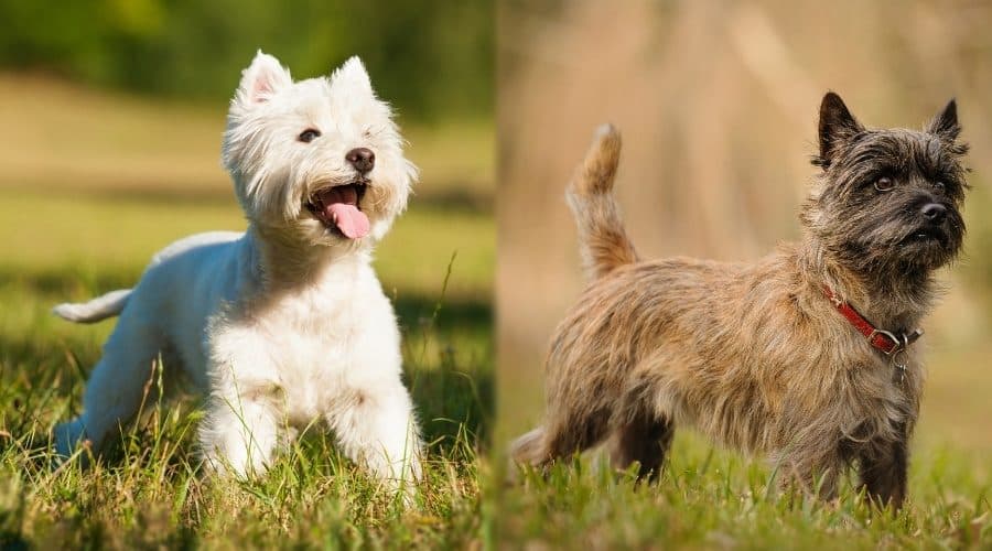 a-look-at-terrier-dog-breed