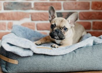 Guide To Working Dogs Schedule