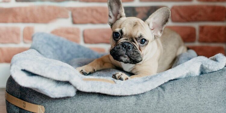 Guide To Working Dogs Schedule