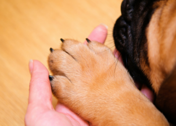 how-to-grind-your-dog-nails-perfectly