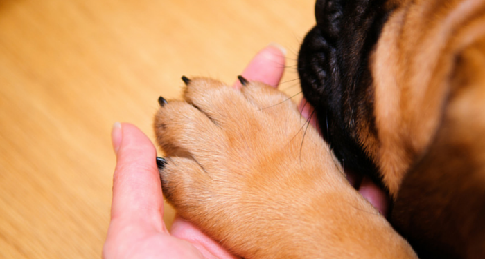 how-to-grind-your-dog-nails-perfectly