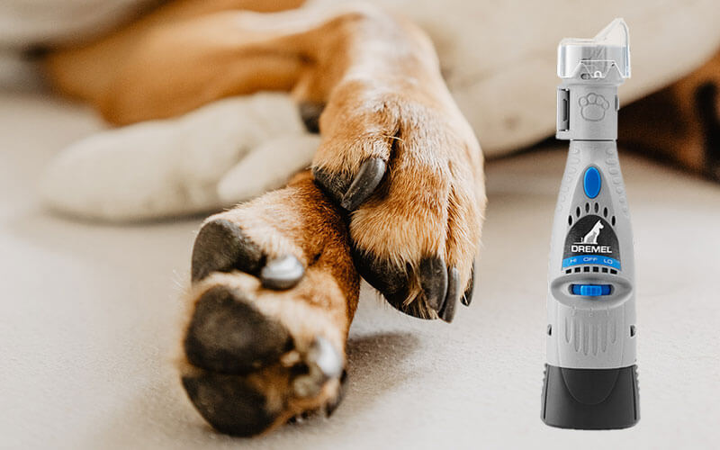 how-to-grind-your-dog-nails-perfectly