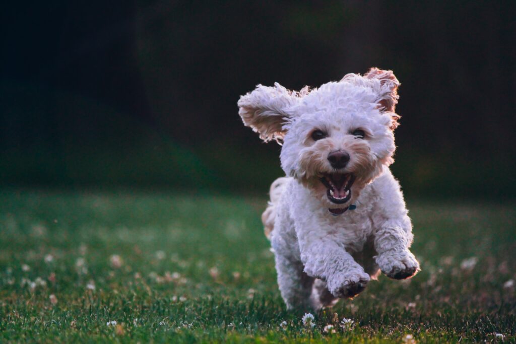 Morkie Puppy