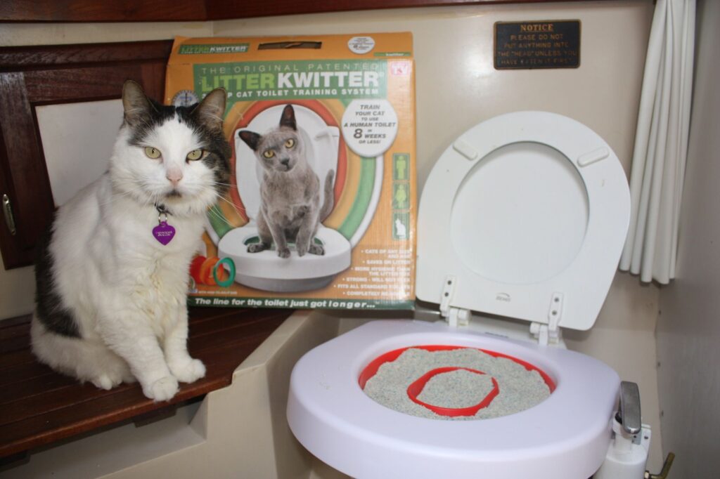 toilet-train-your-cat-with-litter-kwitter
