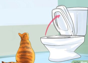 toilet-train-your-cat-with-litter-kwitter