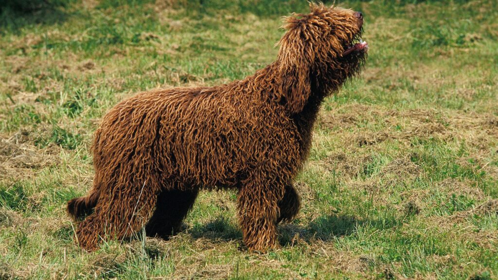 Barbet Dog