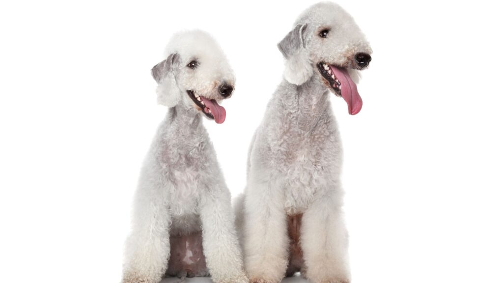 Bedlington Terrier