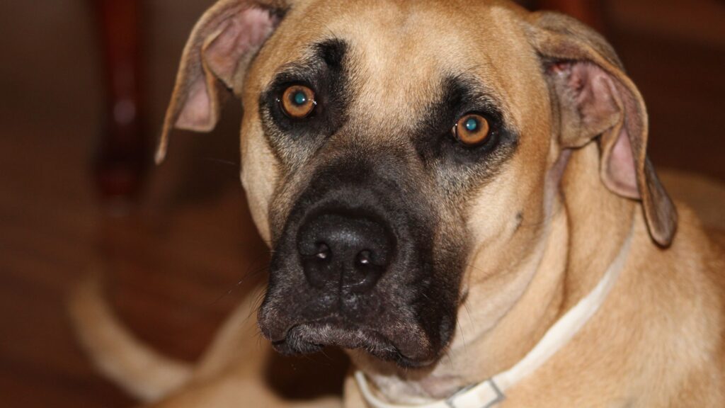 Black Mouth Cur