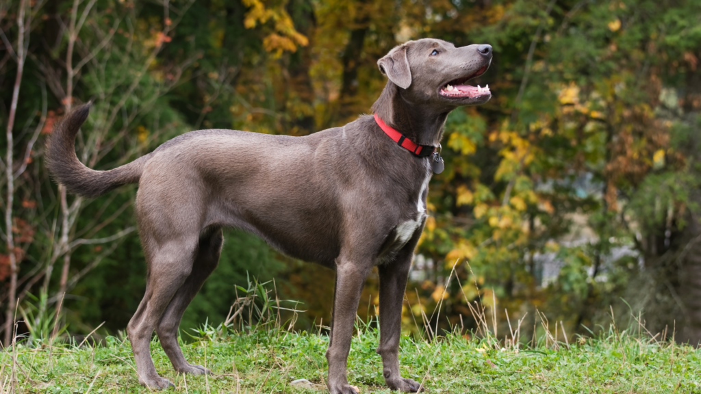 Blue Lacy