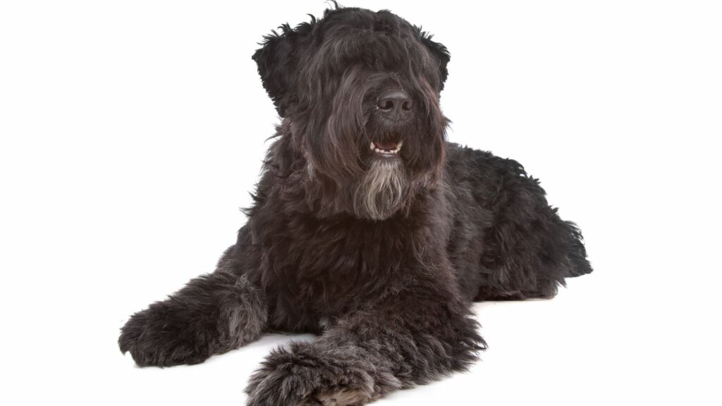 Bouvier des Flandres