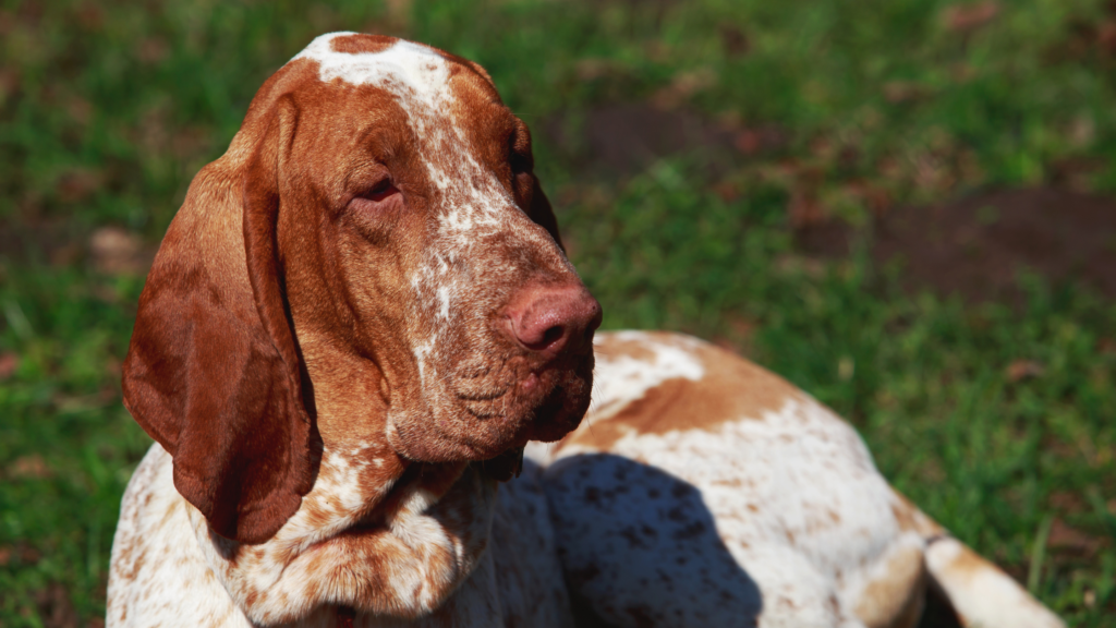 Bracco Italiano