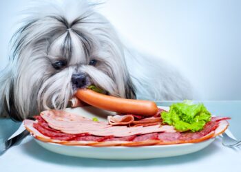 Can Dogs Eat Cucumbers