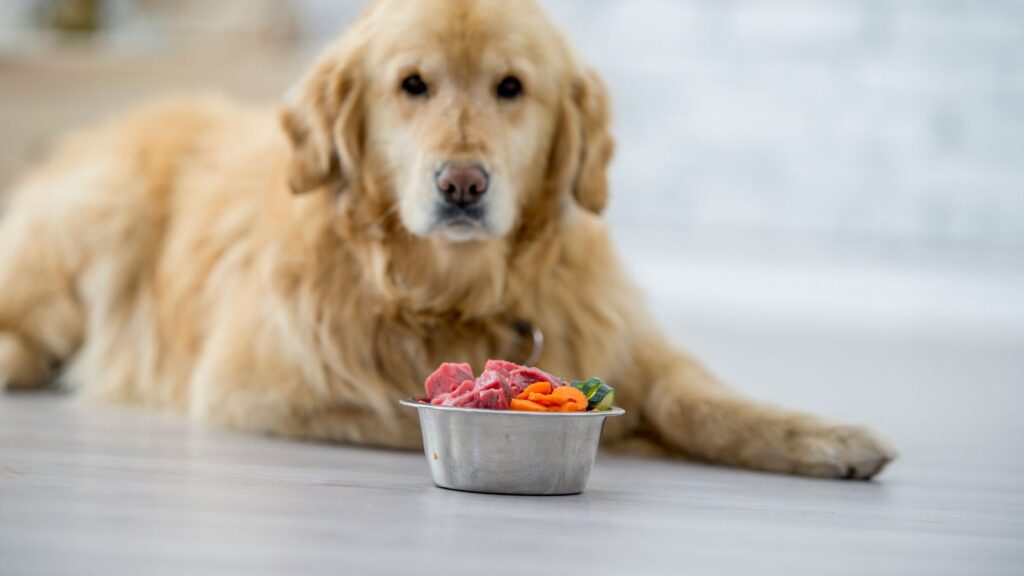 Can Dogs Eat Cucumbers with Seeds?