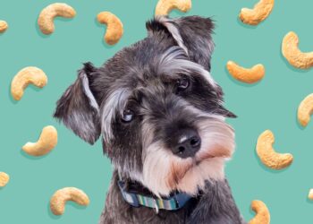 Can dogs eat Cashews