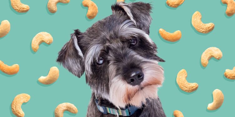 Can dogs eat Cashews