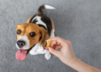 Clavamox For Dogs Side Effects Frequent Urination