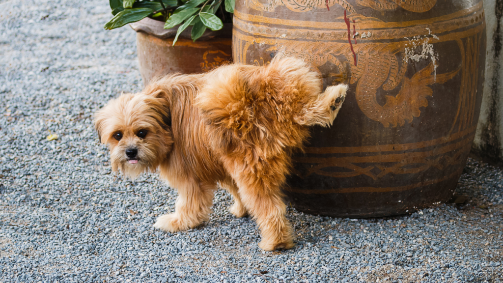 Does Clavamox Cause Increase Urination in Dogs?