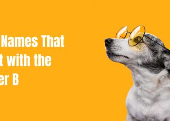 Dog Names That Start with the Letter B