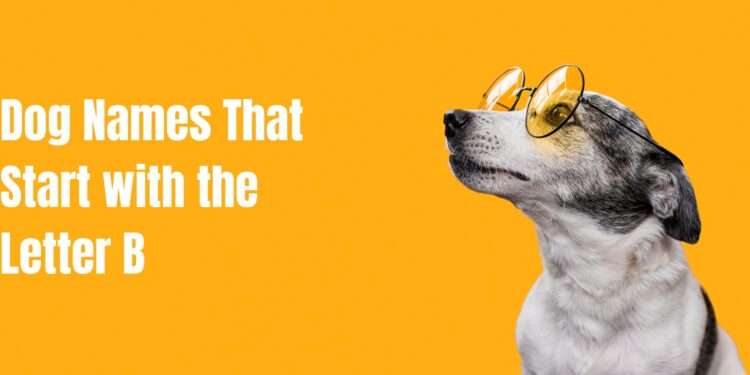 Dog Names That Start with the Letter B
