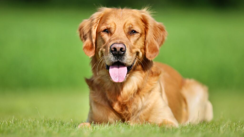  Golden Retriever